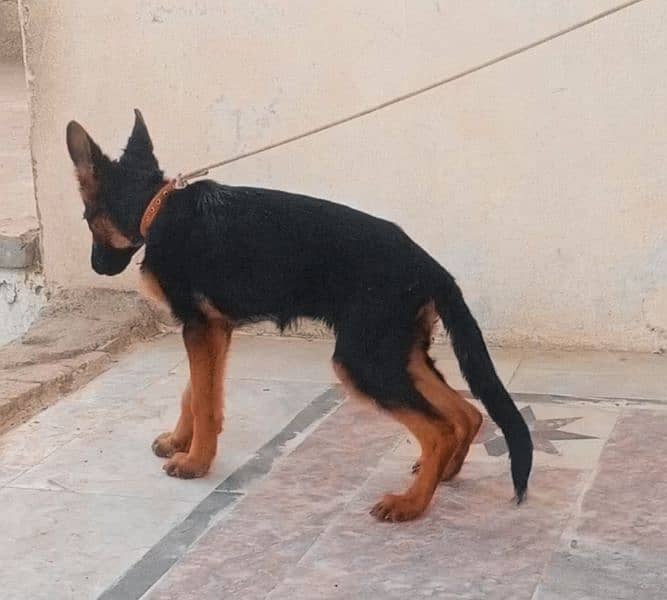 German shepherd puppy for sale 6