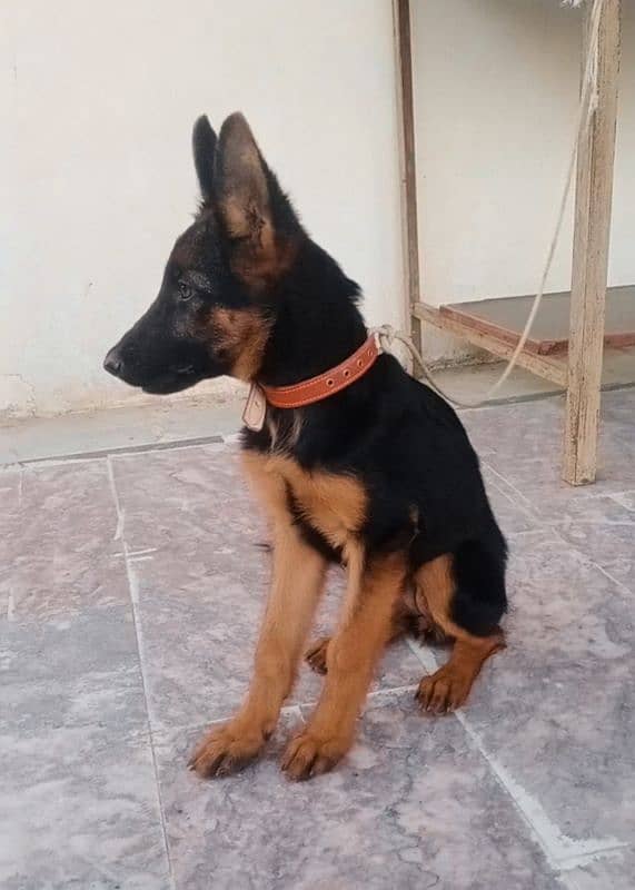 German shepherd puppy for sale 8