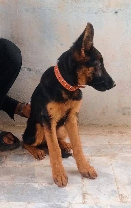 German shepherd puppy for sale 9