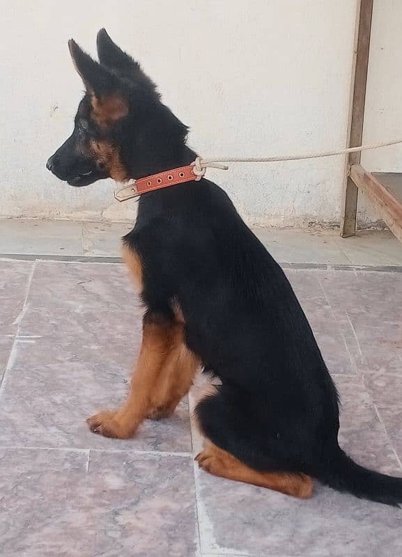 German shepherd puppy for sale 10