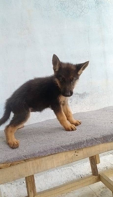 German shepherd puppy for sale 11