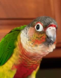 Green chicken conure yellow sided. Big piece Close ring Bird