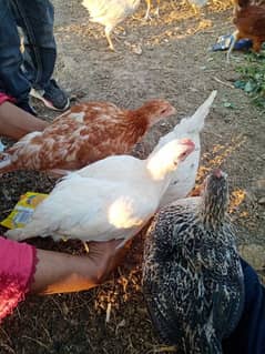 Golden misri chicks, desi chicks, dedi chuzy,murgian, eggs lay hen.