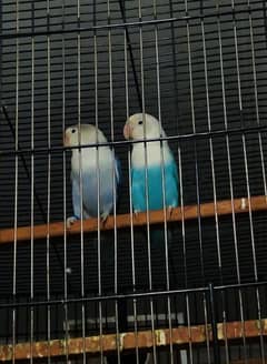 LOVE BIRDS BREADER  PAIRS FOR SALE 0