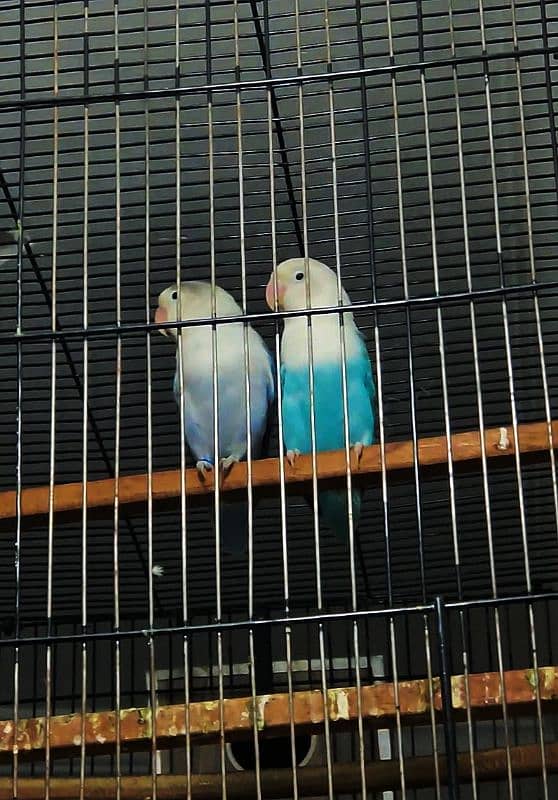 LOVE BIRDS BREADER  PAIRS FOR SALE 2