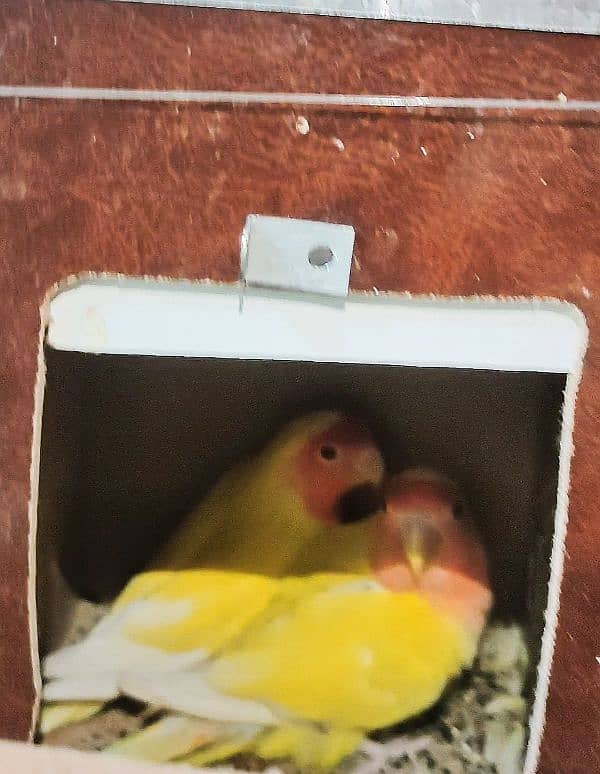 LOVE BIRDS BREADER  PAIRS FOR SALE 3