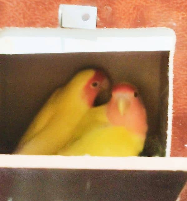 LOVE BIRDS BREADER  PAIRS FOR SALE 4