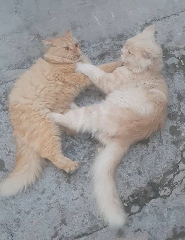 Persian Cat Pair ( Male Cat Jabru, Female Cat Luna ) 0