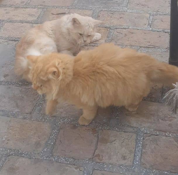 Persian Cat Pair ( Male Cat Jabru, Female Cat Luna ) 6