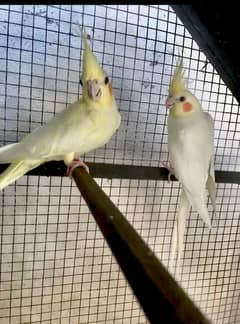 cocktail breeder pair with egg