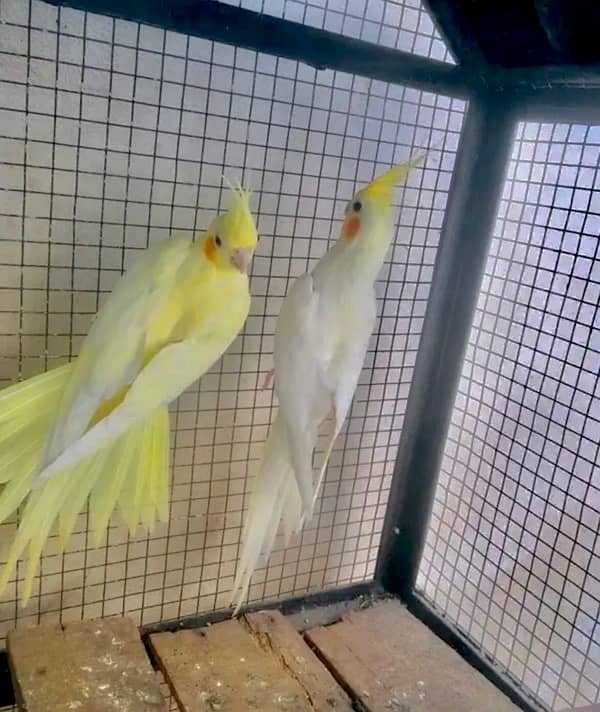 cocktail breeder pair with egg 1