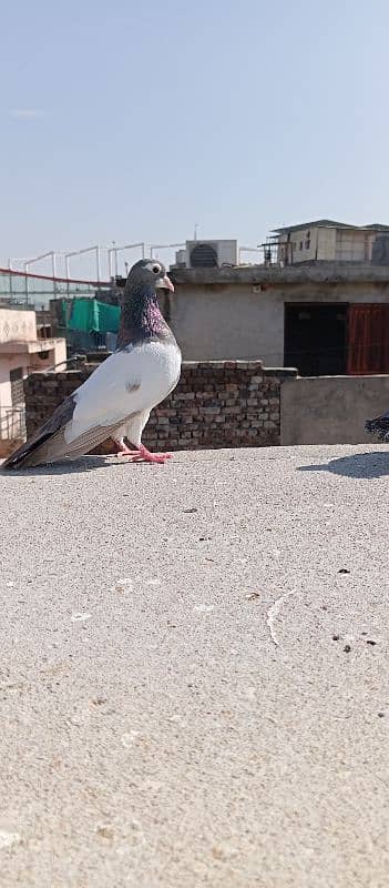 pigeons 10