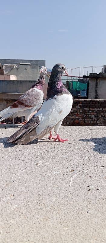 pigeons 11