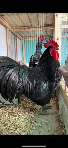 Austrolorp Heritage | Australorp Chicks | heritage | Chicks for sale