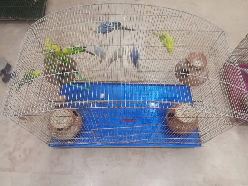 Budgies breeding pair with chicks 3