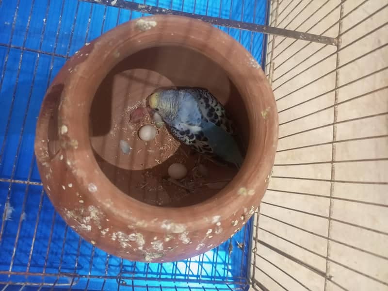 Budgies breeding pair with chicks 4