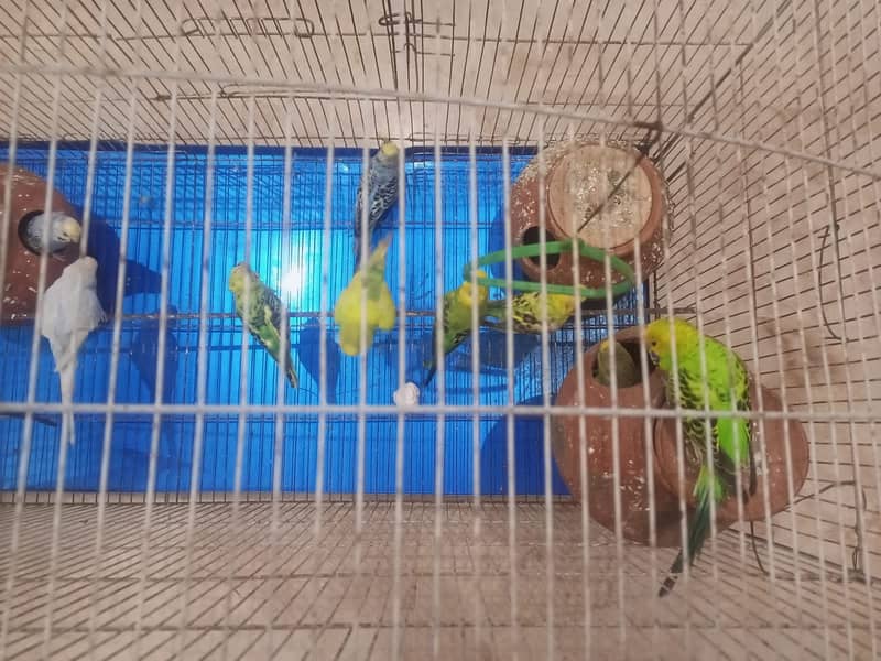 Budgies breeding pair with chicks 5