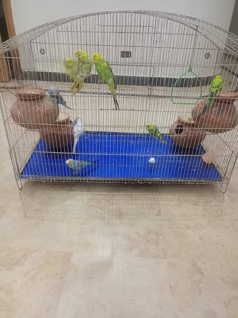 Budgies breeding pair with chicks 7