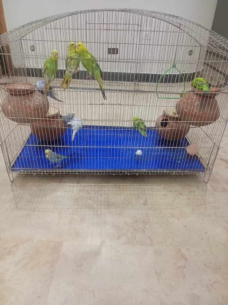 Budgies breeding pair with chicks 8