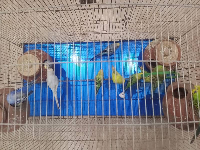 Budgies breeding pair with chicks 9