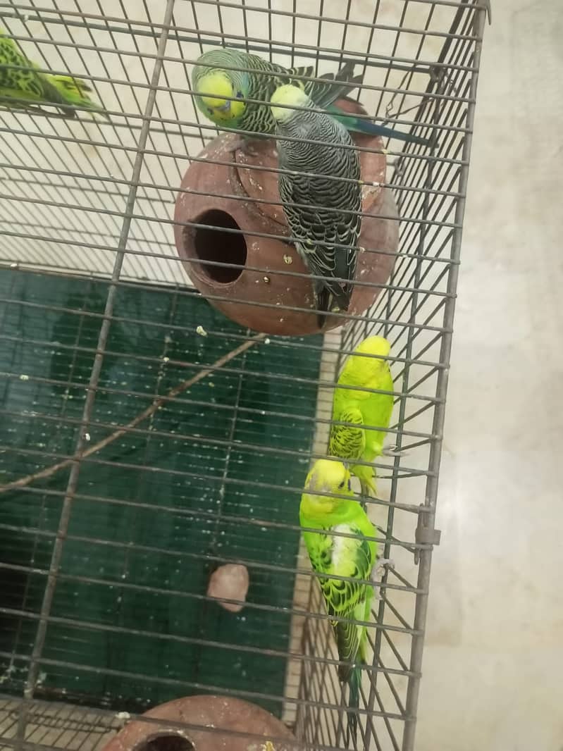 Budgies breeding pair with chicks 10