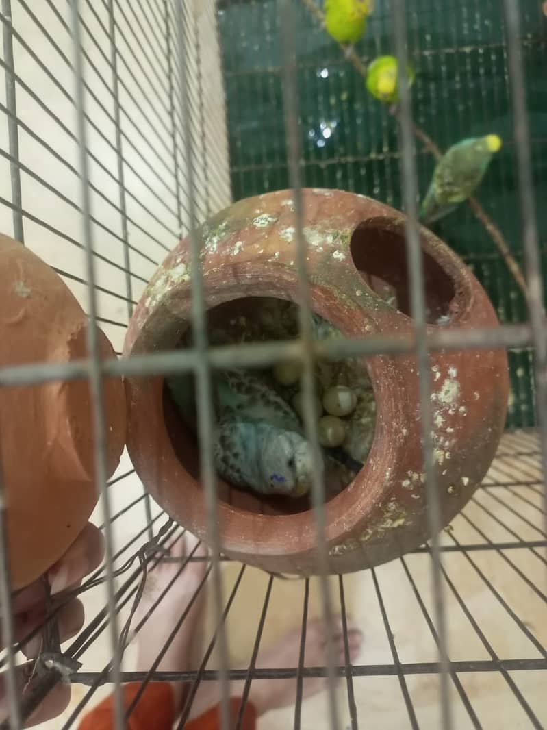 Budgies breeding pair with chicks 13