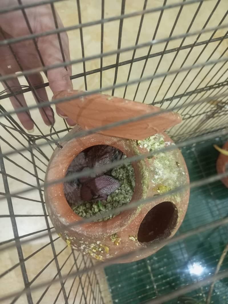 Budgies breeding pair with chicks 14