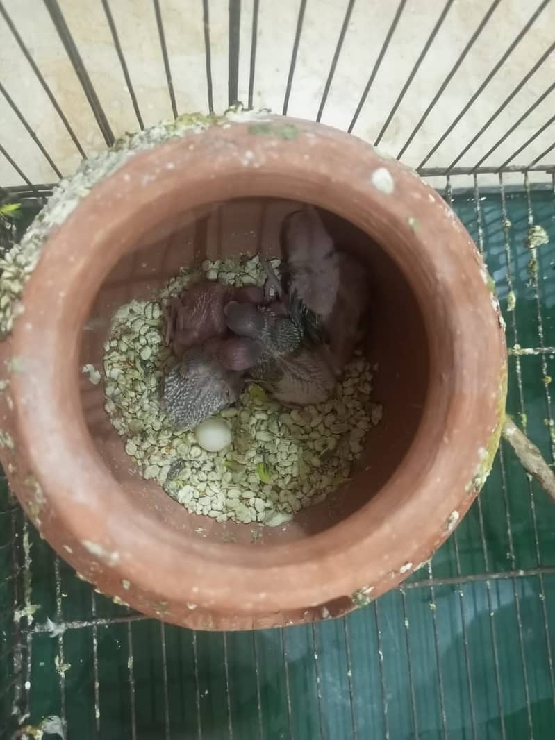 Budgies breeding pair with chicks 15