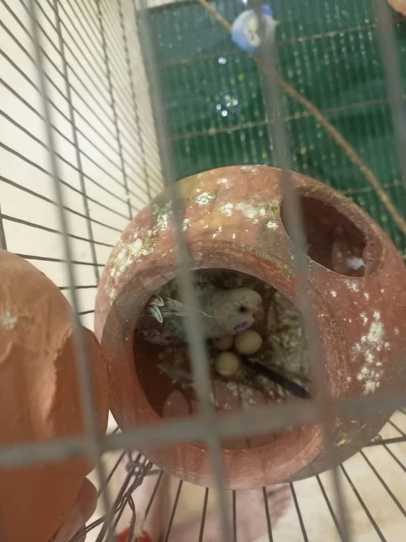 Budgies breeding pair with chicks 18