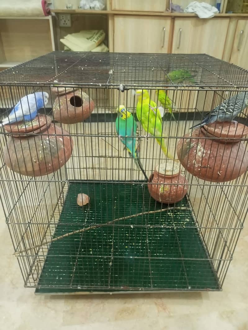 Budgies breeding pair with chicks 19