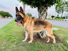 German shepherd breeder female