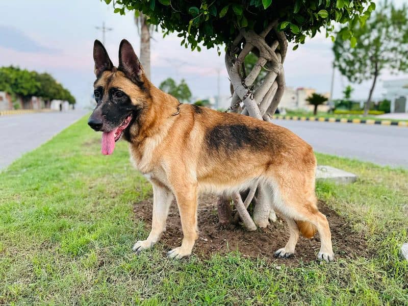 German shepherd breeder female 0