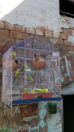 Australian Parrots