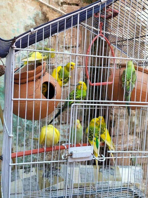 Australian Parrots 8