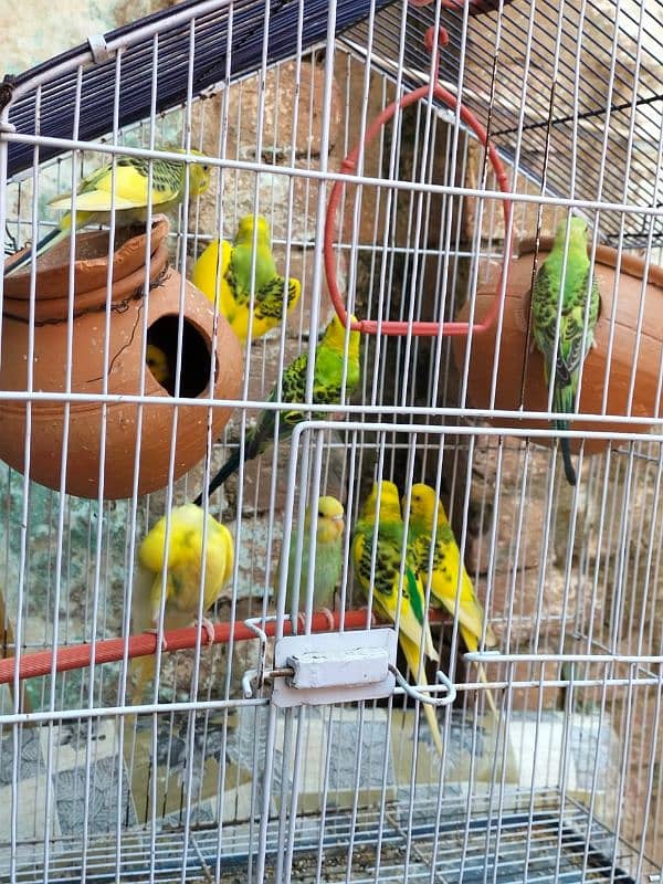 Australian Parrots 9