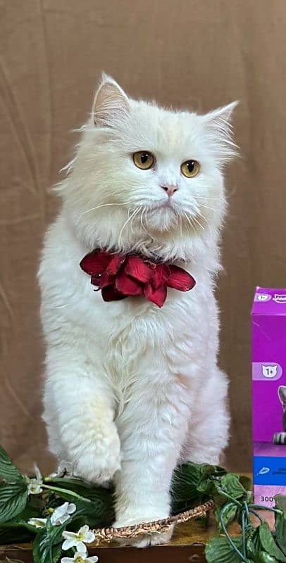 Persian hamalian british punch face piki face cat's and kitten's 16