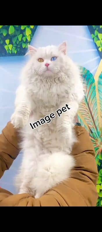 Persian hamalian british punch face piki face cat's and kitten's 19