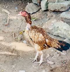 Aseel Hens for Sale