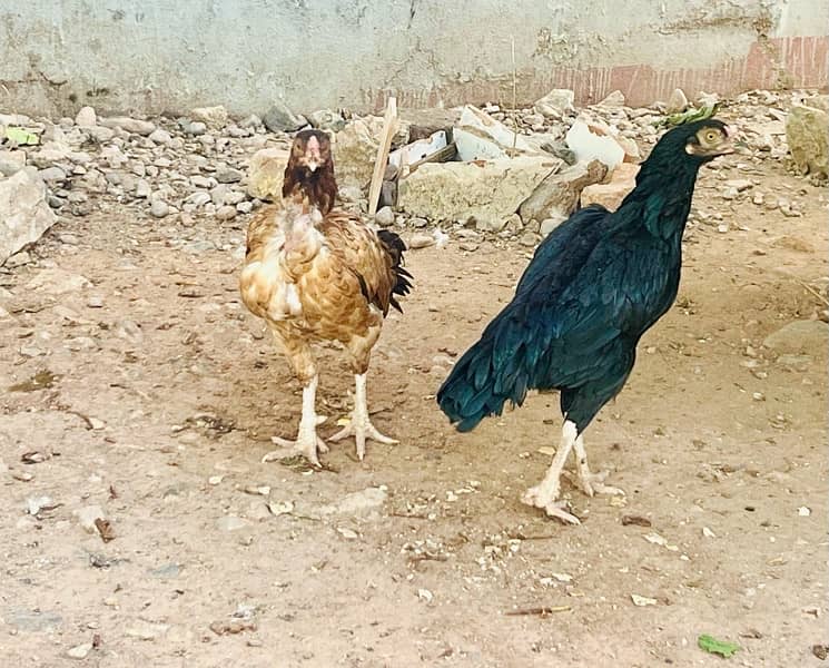 Pure Aseel Hens for Sale 3