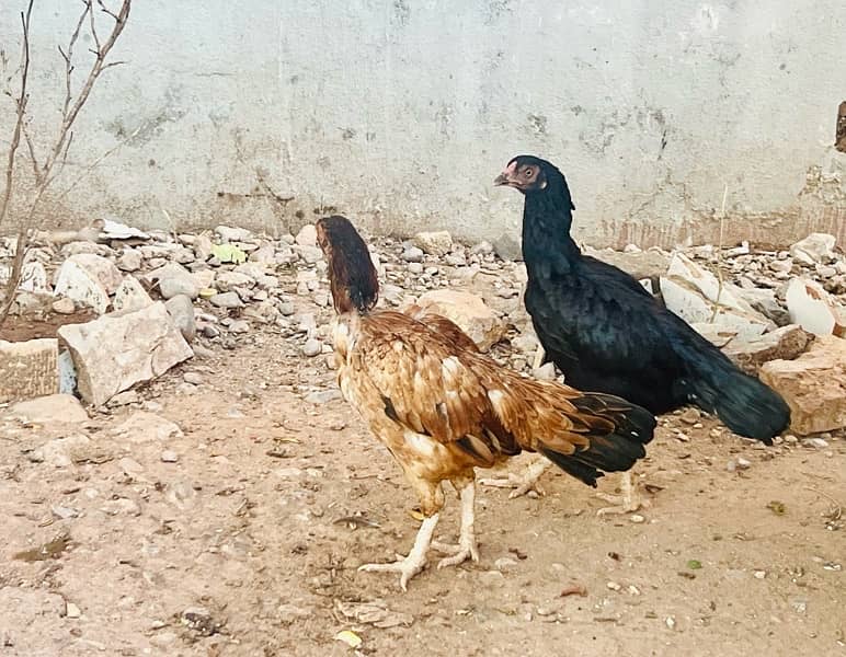 Pure Aseel Hens for Sale 4