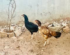 Pure Aseel Hens for Sale