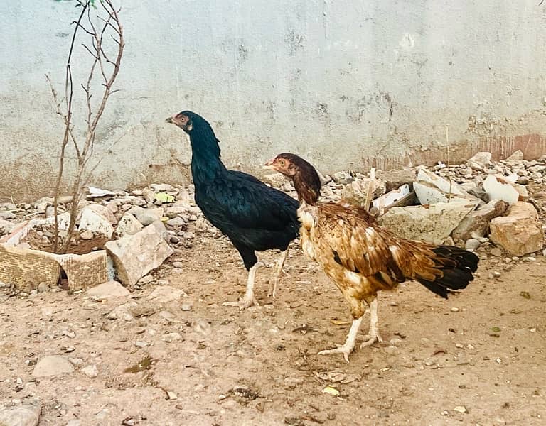 Pure Aseel Hens for Sale 5