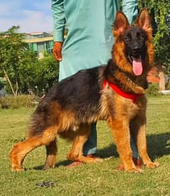 German Shepherd male Age 10 months Full security Dog