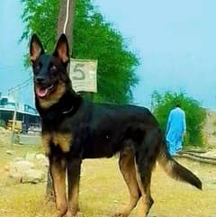 Belgian Shepherd Dog Male Dog For Sale