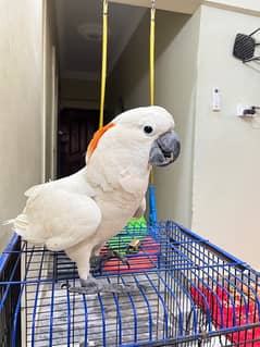 Molluccun Cockatoo 0