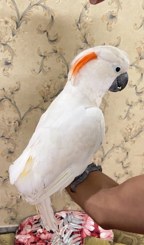 Molluccun Cockatoo 1