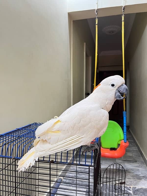 Molluccun Cockatoo 2