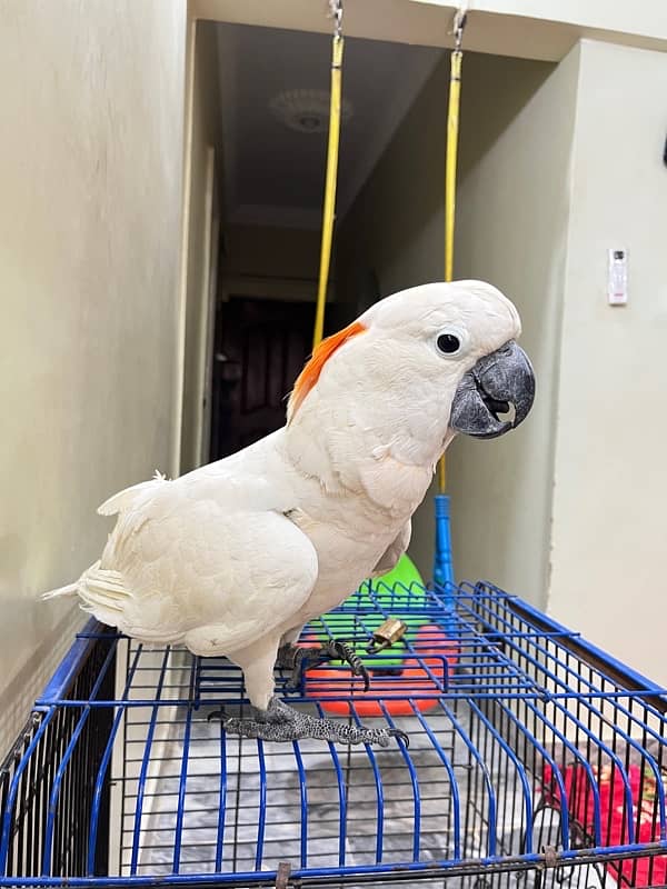 Molluccun Cockatoo 3