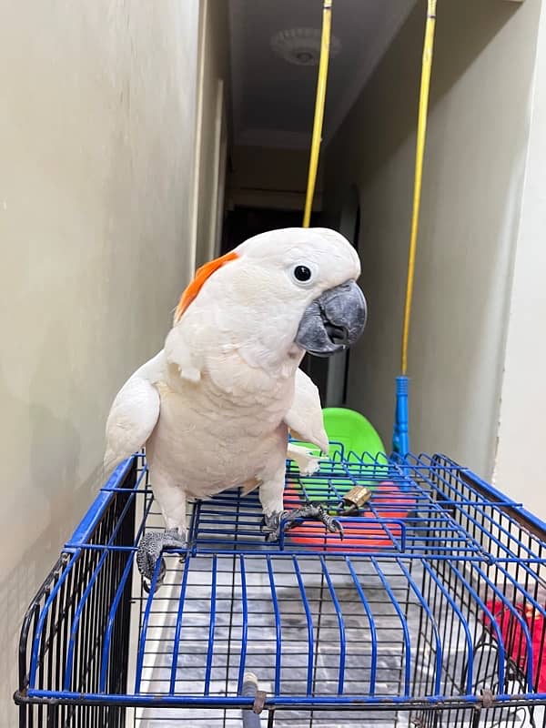 Molluccun Cockatoo 4