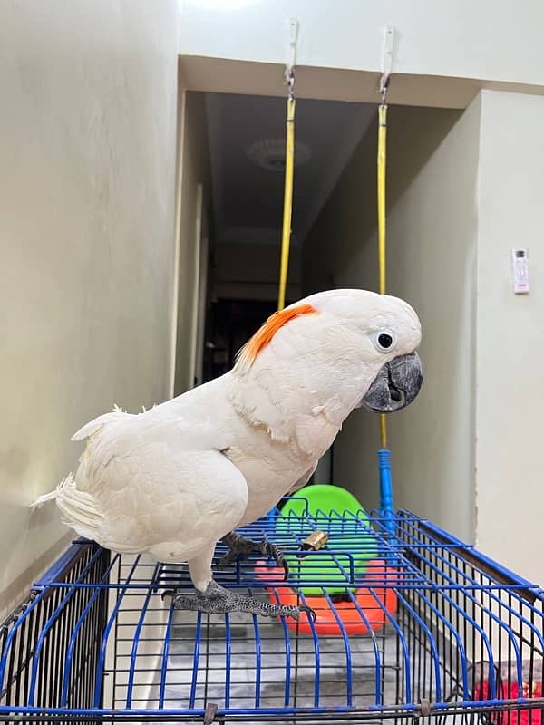 Molluccun Cockatoo 5